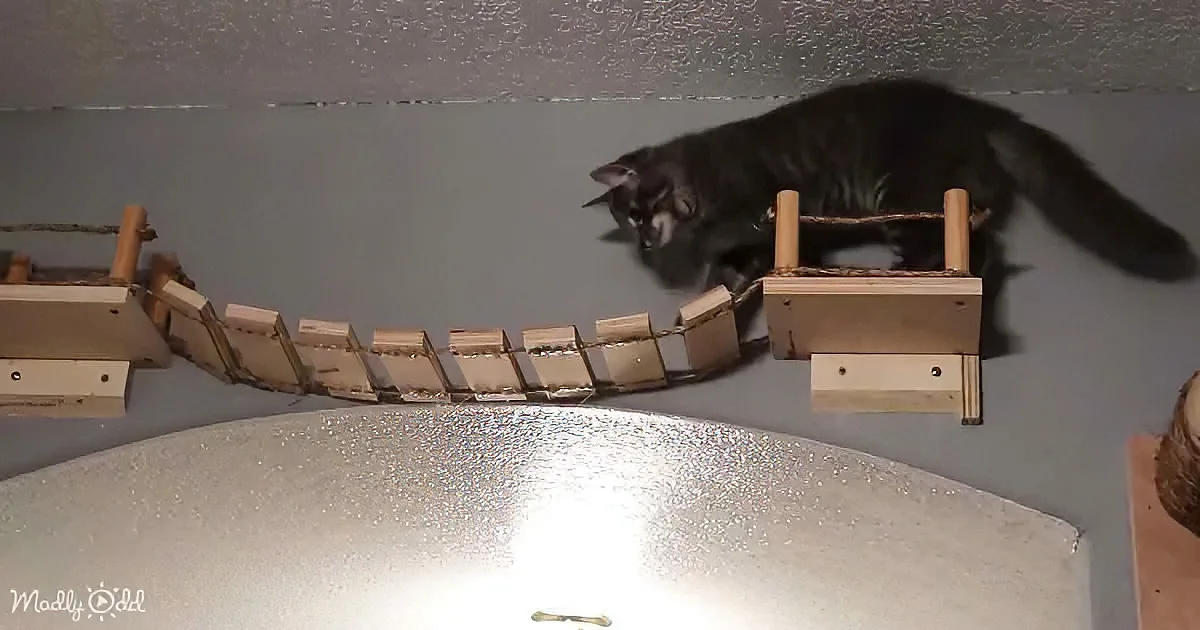 DIY Cat Playground