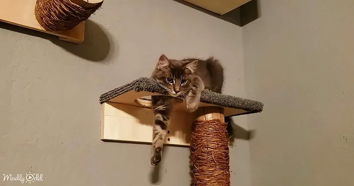 DIY Cat Playground