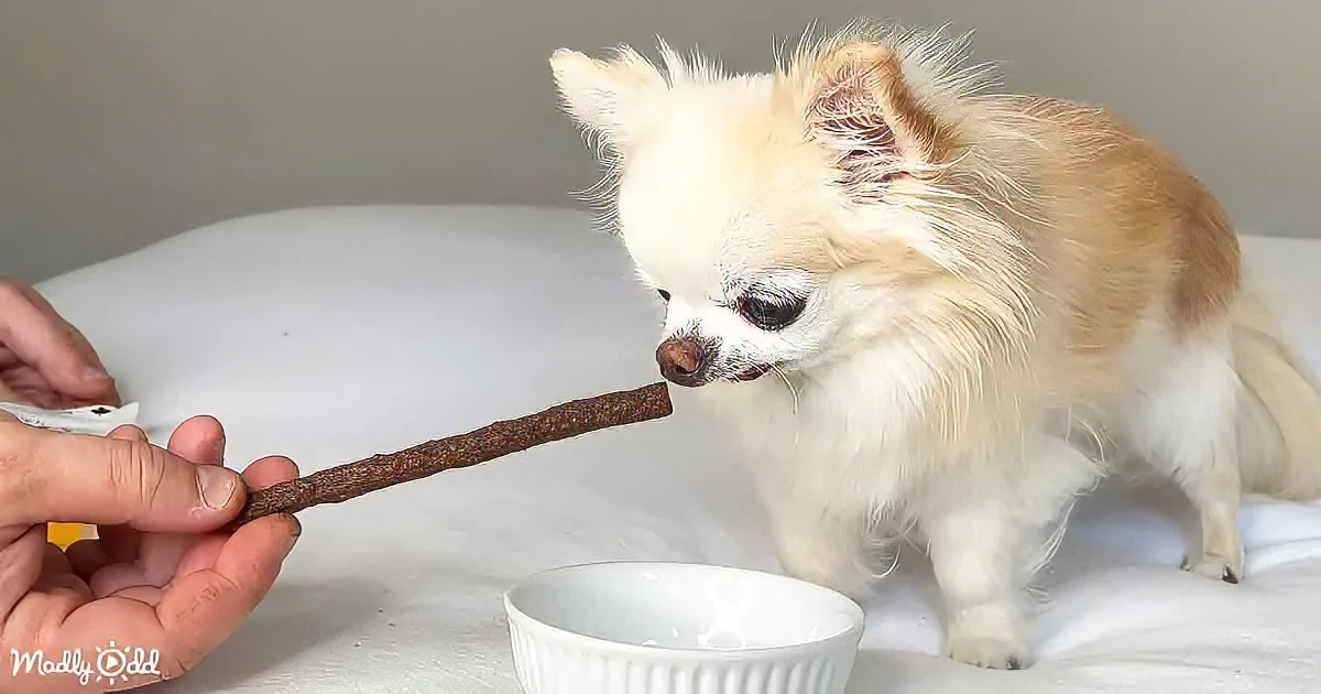 Cedric the Chihuahua