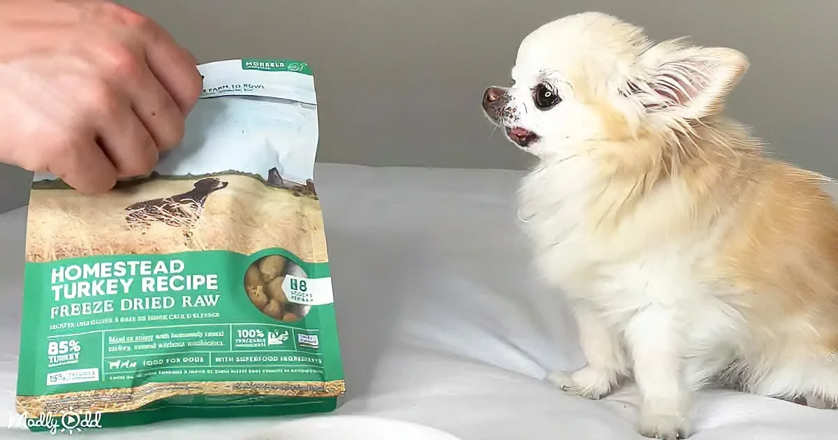 Cedric the Chihuahua