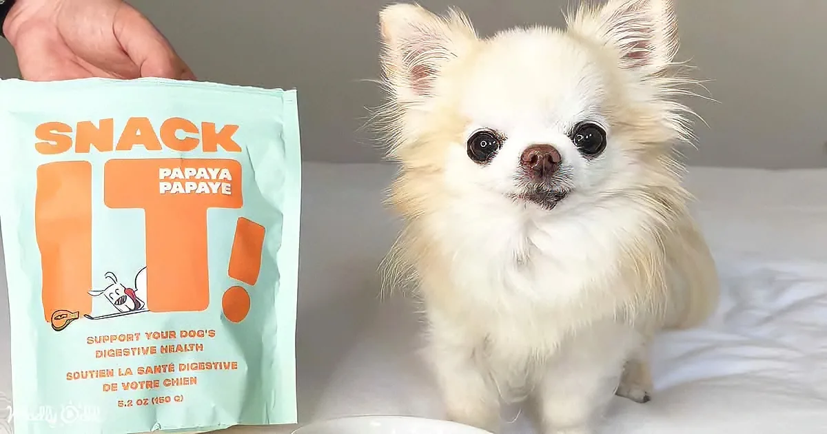 A fluffy white dog sits on a white surface, looking at a hand holding a bag labeled "SNACK IT! Papaya Papaye."