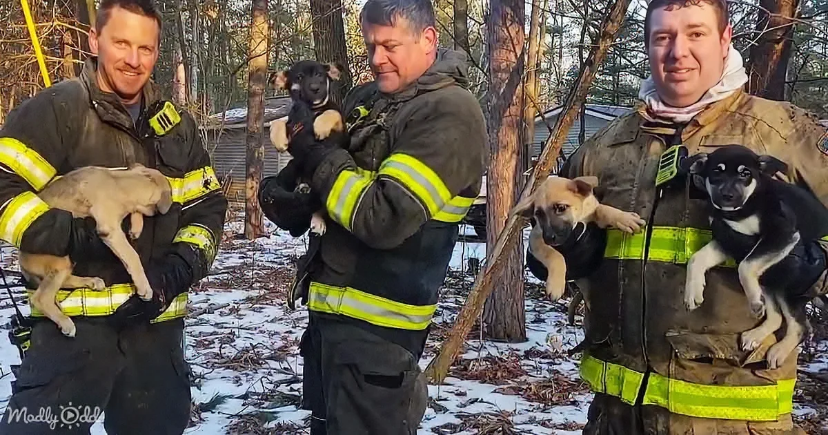 Brave Firefighters Overcome All Odds to Save Little Puppies From Raging Fire