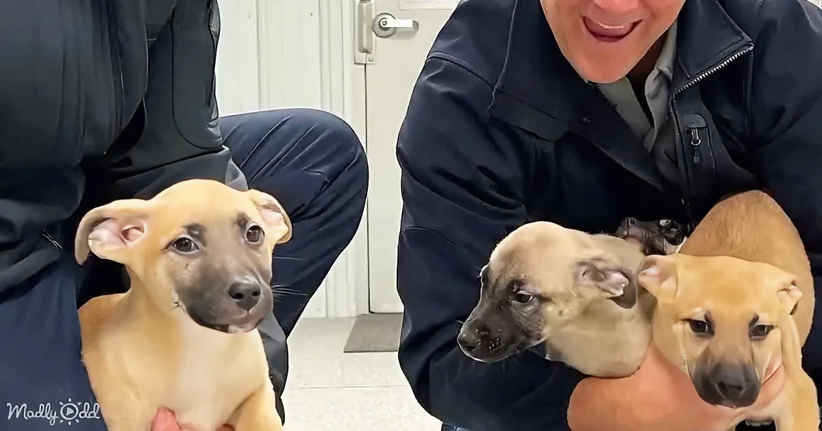Two people hold adorable puppies with light brown fur and dark faces, smiling warmly.