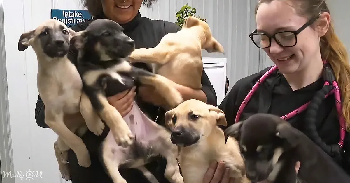 Two women hold multiple puppies, smiling, in what appears to be an animal shelter.