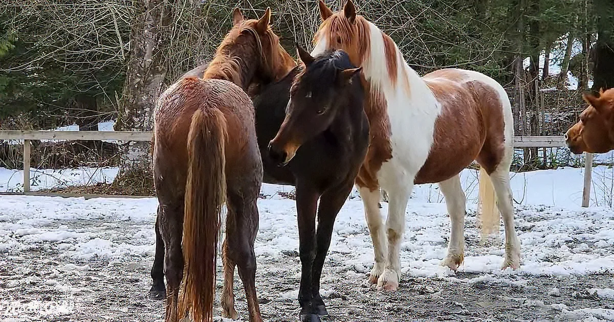 Muddy Horses Romp in the Mud Unleashing Childlike Joy