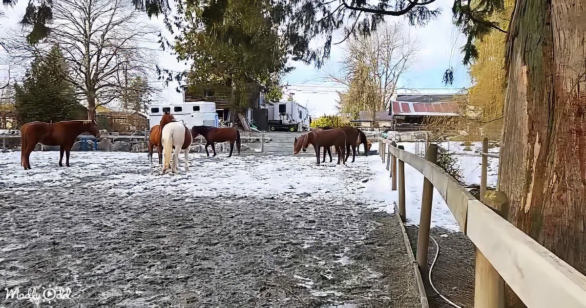 Horses stand in a snowy paddock near a wooden fence, with a barn and trailers in the background.