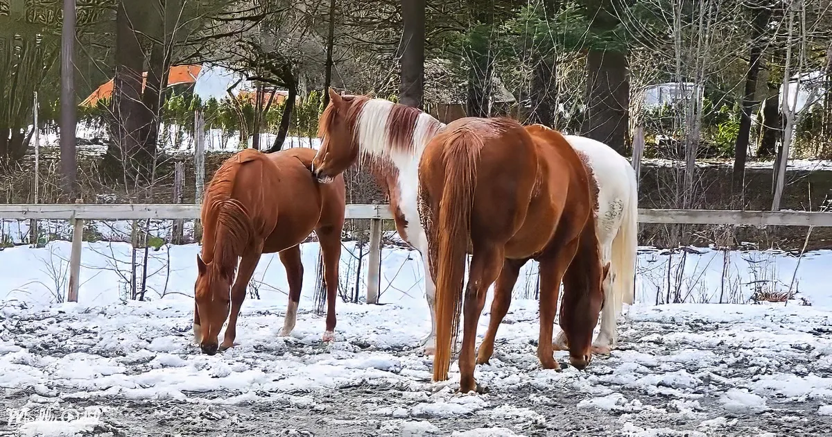 Three horses graze in a snowy field near a wooden fence, surrounded by trees and a distant building.