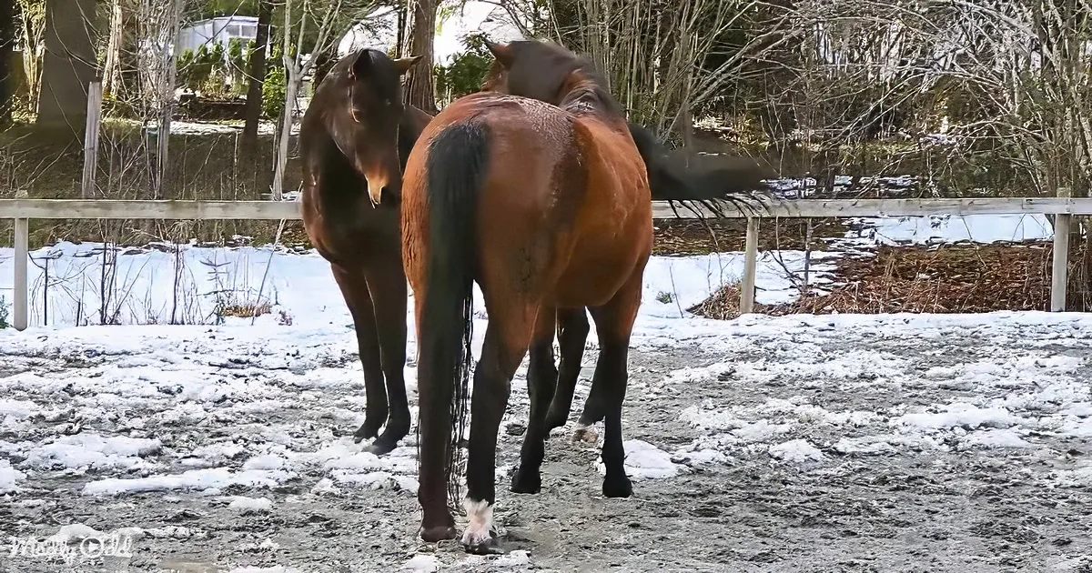 Two horses, one brown and one dark, stand together in a snowy, muddy paddock.