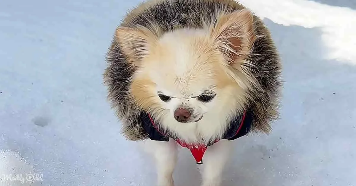 A fluffy dog with a red harness stands on snow, looking down with a slightly sad expression.