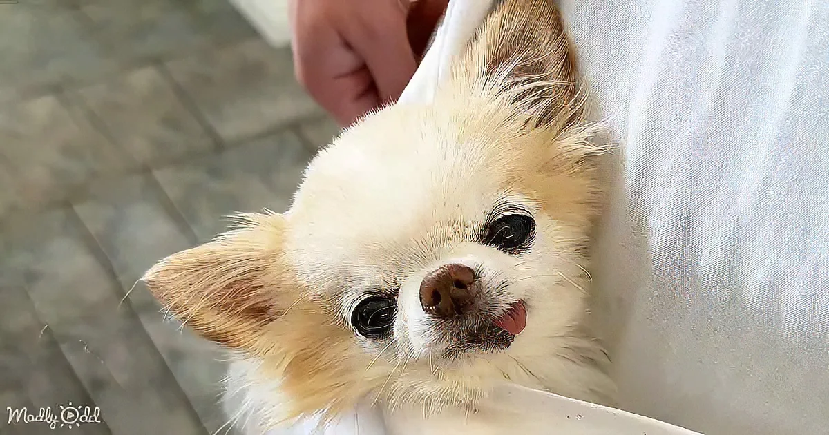 A fluffy, light-colored dog with large, expressive eyes and a small pink tongue sticking out is being held.