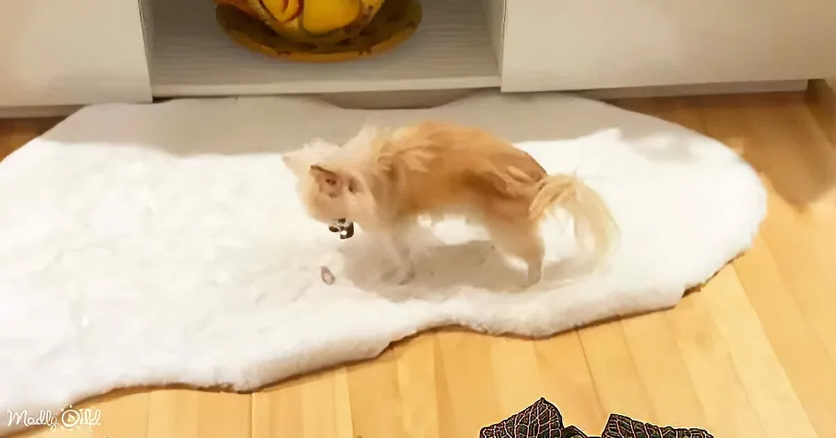 A fluffy orange cat lounges on a white, fluffy mat on a wooden floor.
