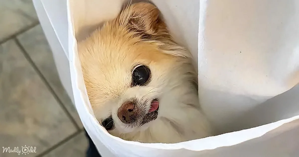 Experience a Day of Joy With a Pocket Chihuahua