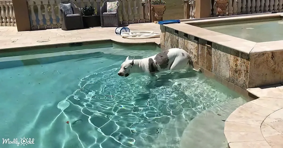 A dog with a white and gray coat is swimming in a clear blue pool.