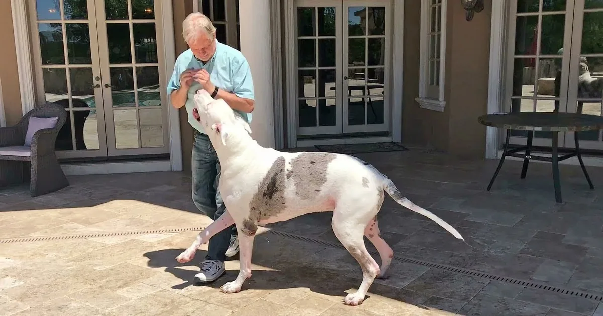 Joyful Great Dane's Love for Daddy Will Melt Your Heart