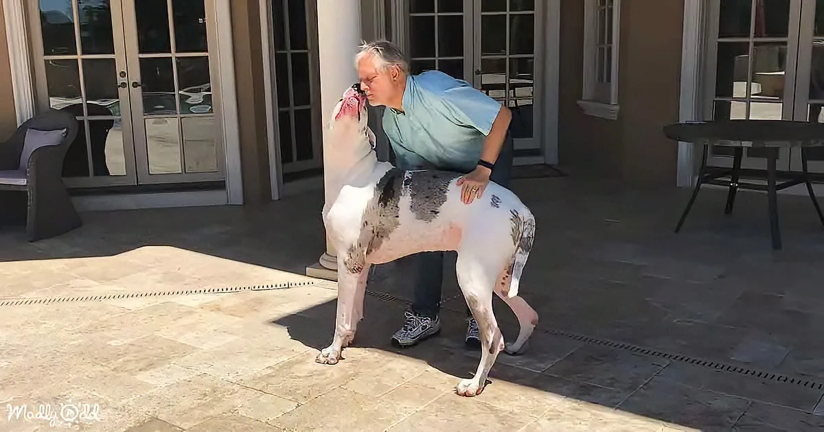 A man pets a large white dog with black spots on a patio.