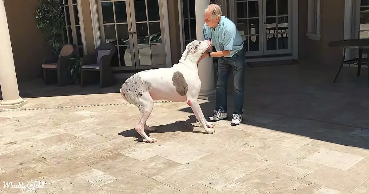 A man pets a large white dog with dark spots on a tiled patio.