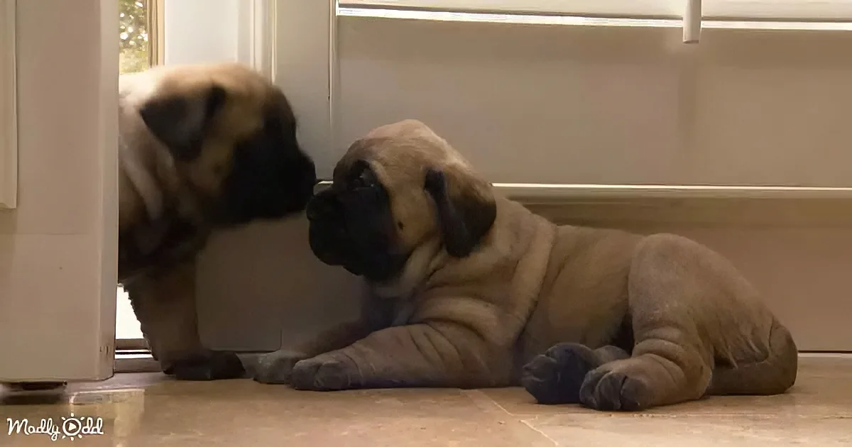 English Mastiff twins