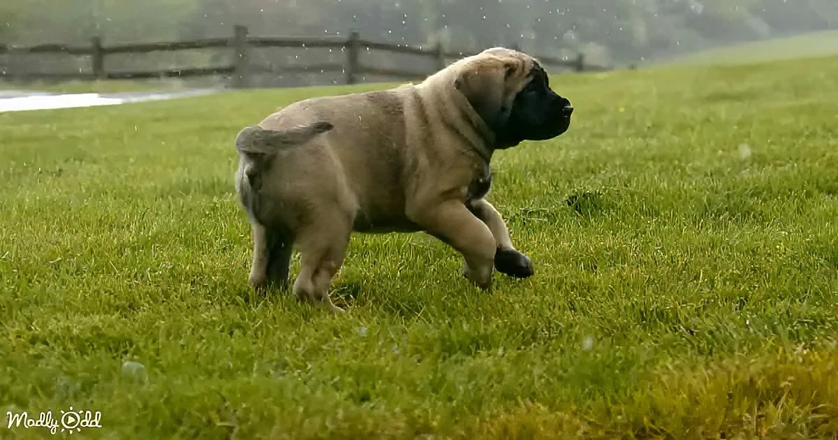 English Mastiff twins