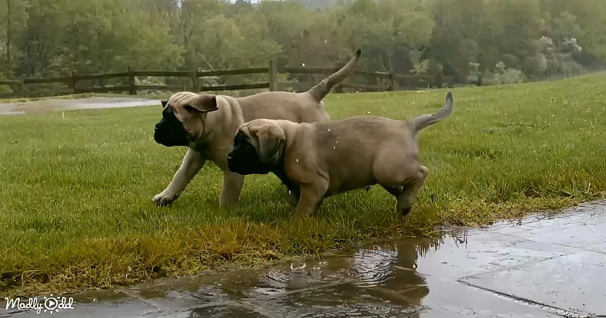 English Mastiff twins