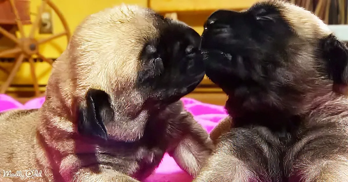 Inseparable English Mastiff Twins Will Melt Your Heart With Double the Cuteness
