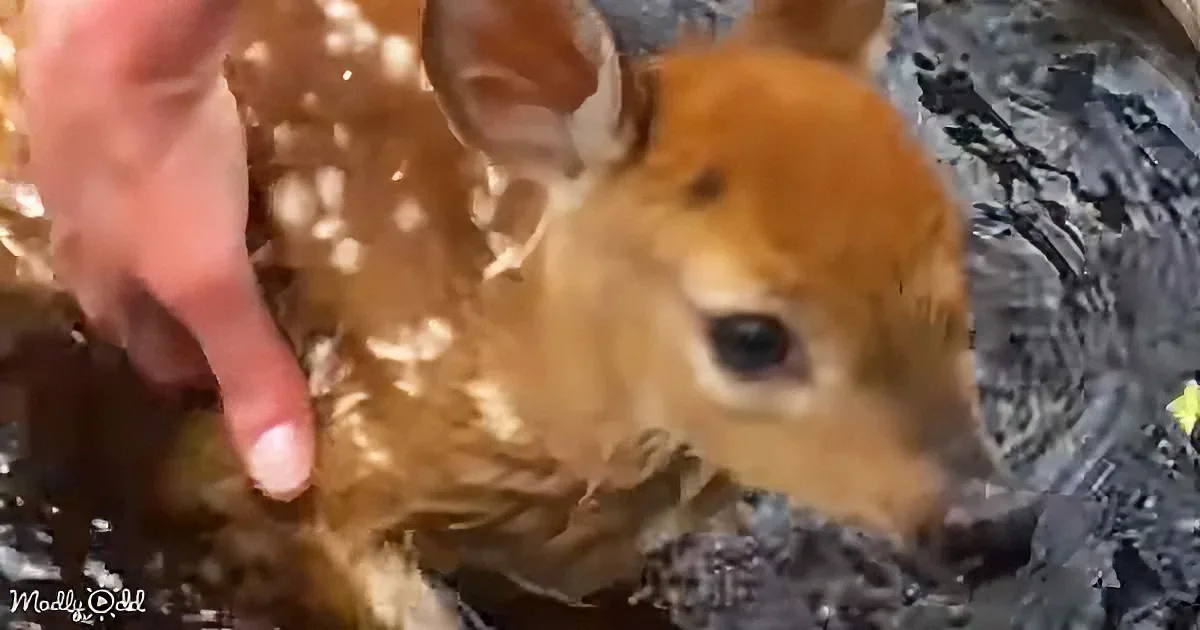 Orphaned baby deer