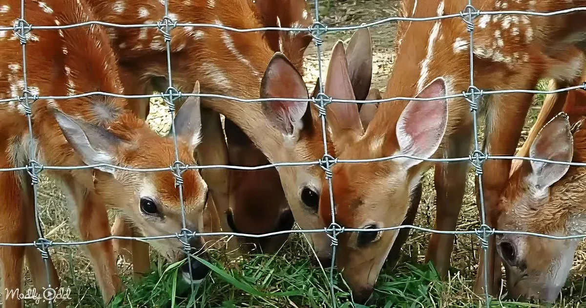 Orphaned baby deer
