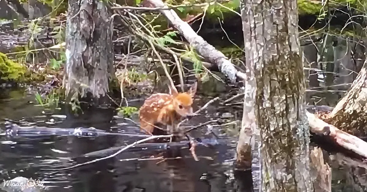 Orphaned baby deer