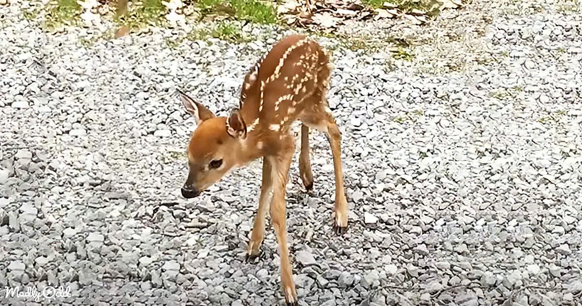 Orphaned Baby Deer's Touching Plea for Help