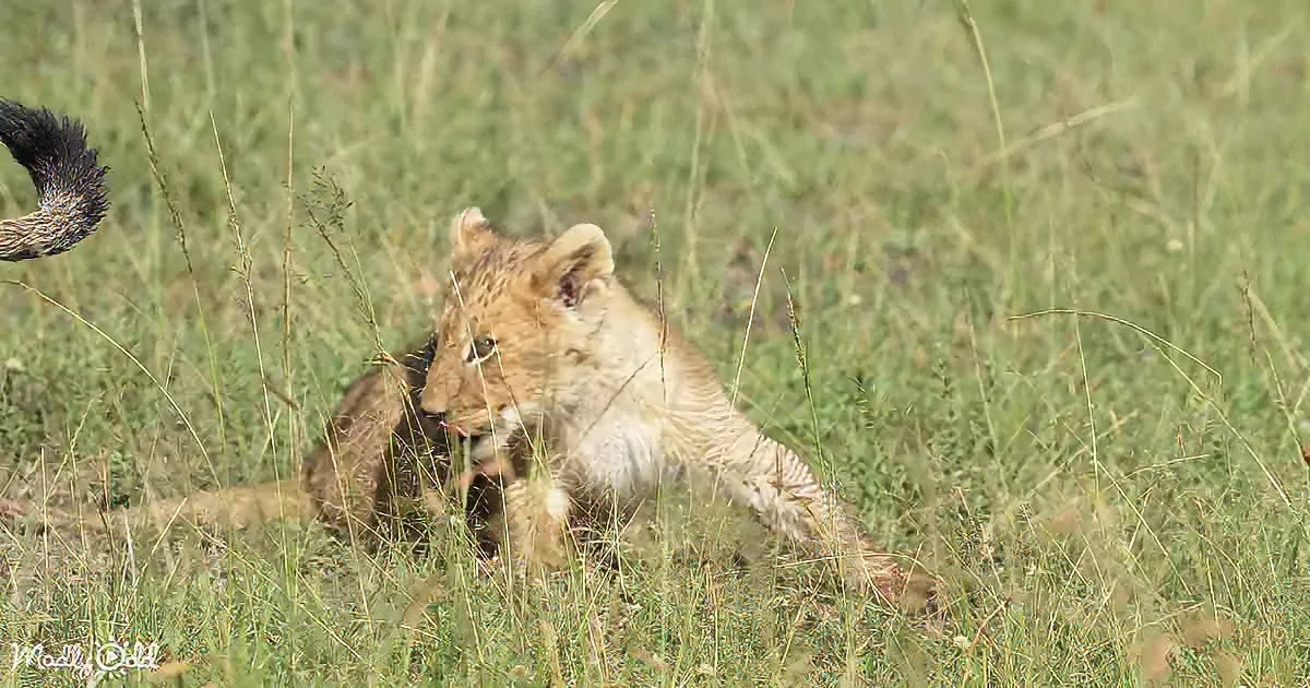 Lost lion cub