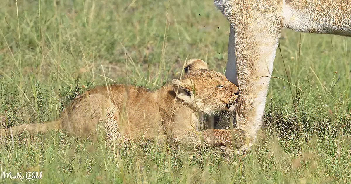 Lost lion cub