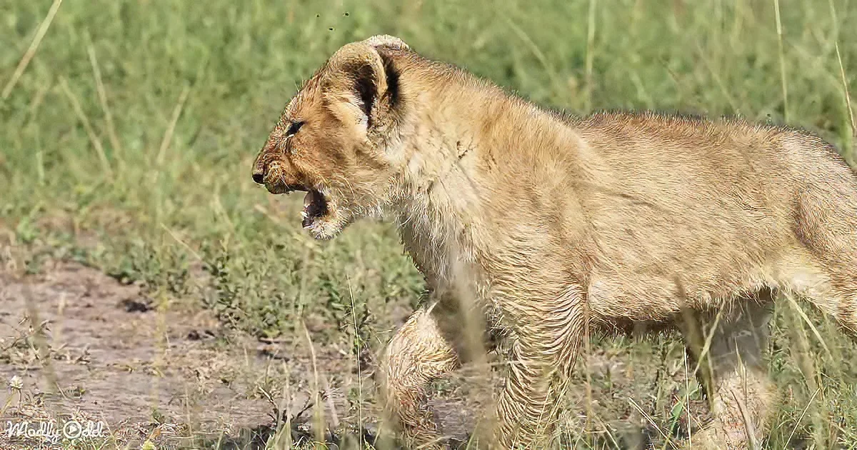 Lost lion cub
