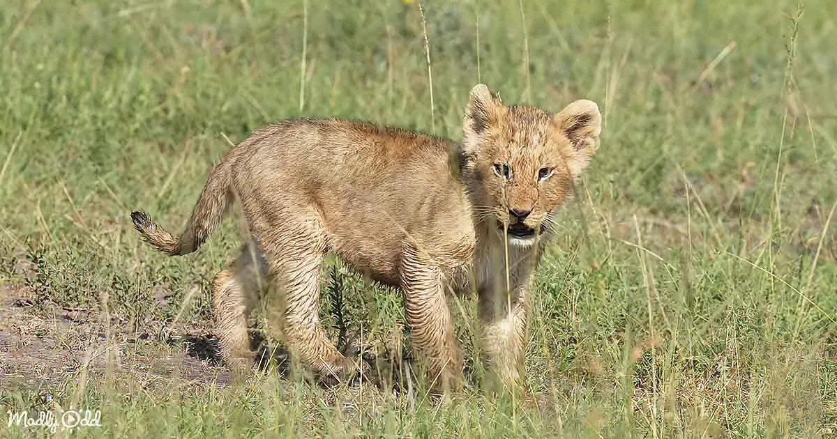 Lost Lion Cub Calls for Mom and Tugs Heartstrings