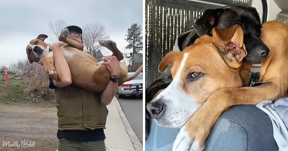 The Emotional Story of a Dog Chained up for 1 Year