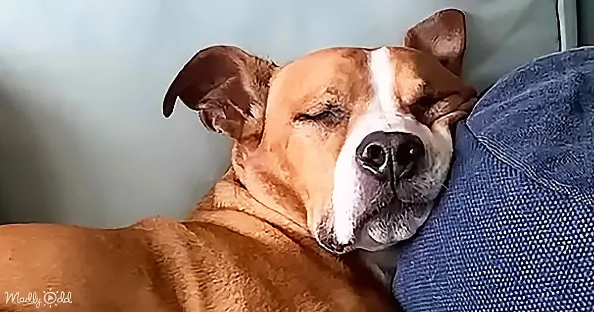 A relaxed brown and white dog rests its head on someone's leg, eyes closed, appearing content.