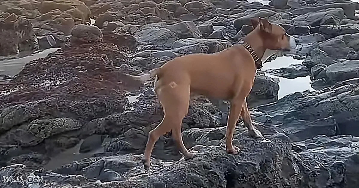 A tan dog with a white muzzle stands on rocky terrain, looking to the right.