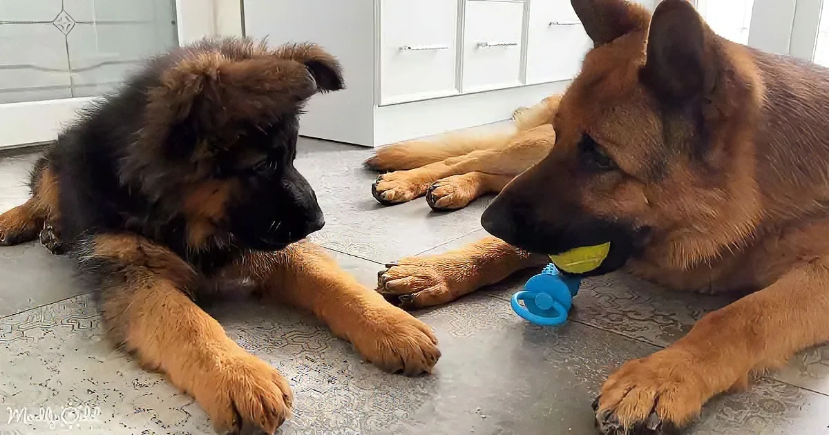 A German Shepherd puppy and adult rest on a tiled floor, with the adult holding a blue toy in its mouth.