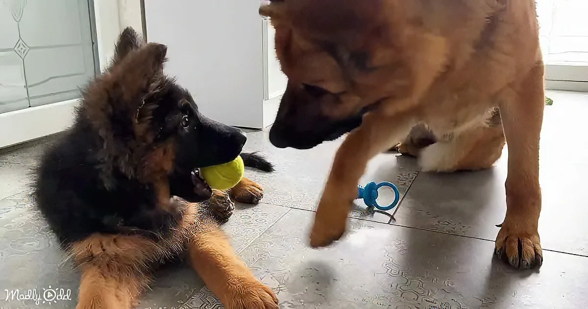 A German Shepherd puppy holds a yellow ball while an adult dog stands nearby, both on a tiled floor.