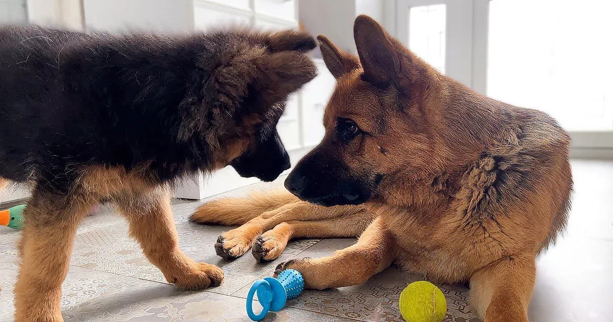Two German Shepherds interact near toys on a tiled floor, one lying down, the other standing.