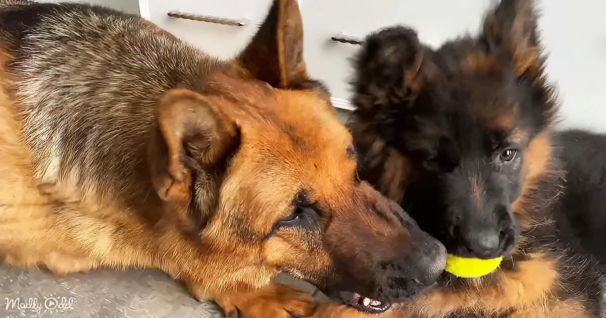 Two German Shepherds, one resting, the other chewing on a yellow ball, share a cozy moment indoors.
