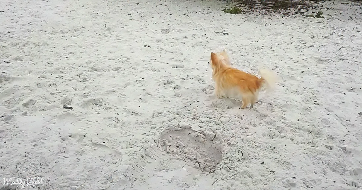 A small, fluffy dog stands on sandy beach, facing away, with a small hole in the sand nearby.