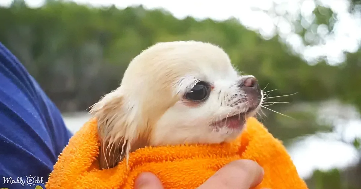 A small, fluffy dog wrapped in an orange towel, held by someone in a blue shirt, with a blurred background of trees and sky.