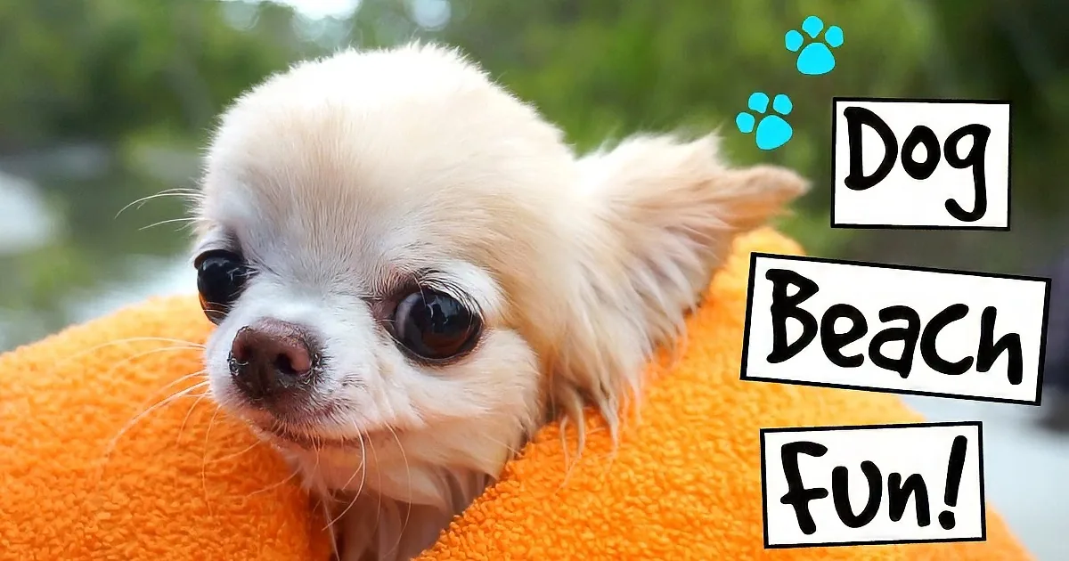 Little Chihuahua's Beach Day Filled With Joy and Love