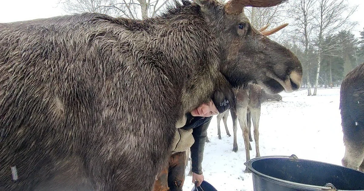 Majestic Moose Family Warms Hearts and Spreads Joy