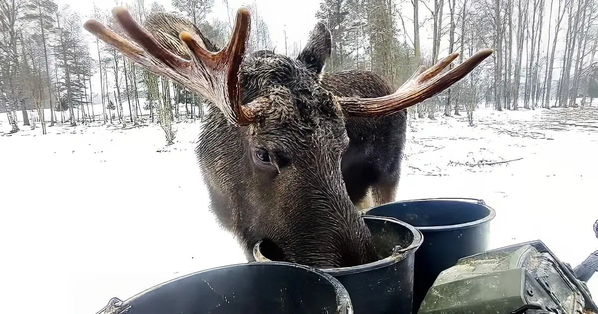 A moose with large antlers stands in a snowy forest, leaning into a feeding bucket.