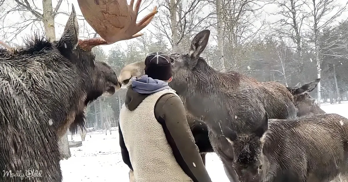 A person in a snowy forest is being nuzzled by two moose, with another moose nearby.
