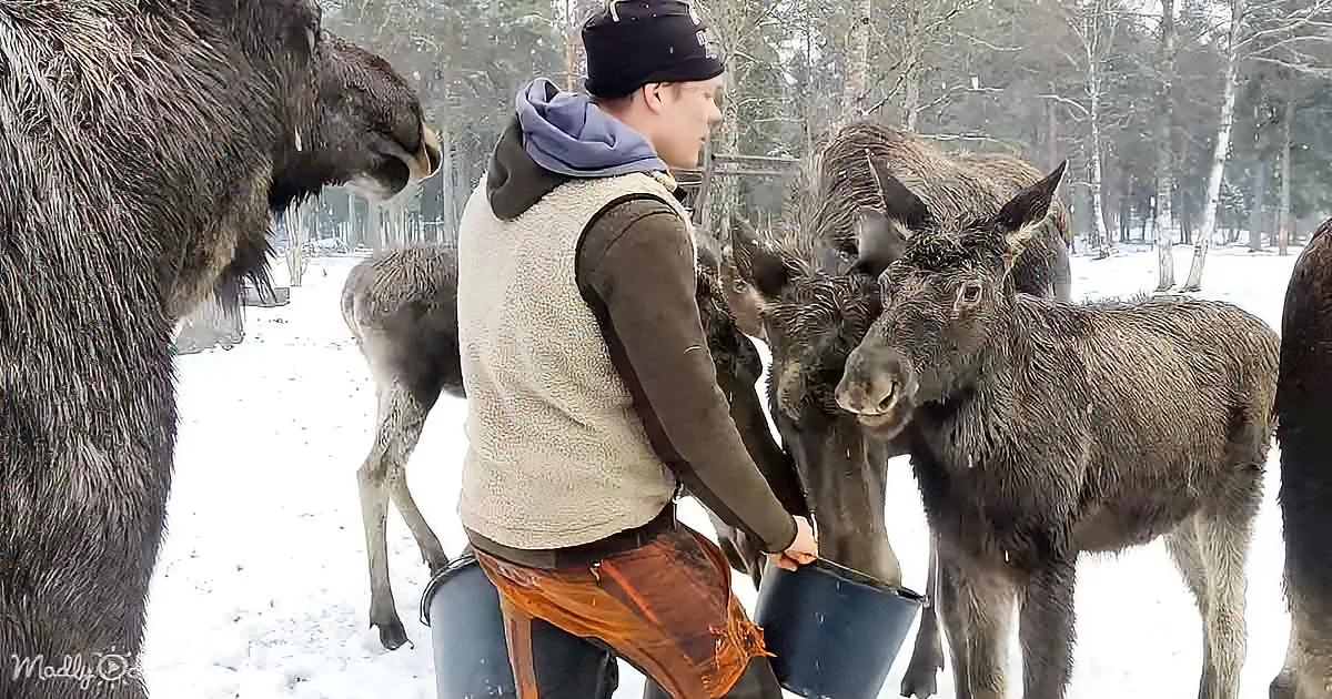 A person in winter clothing holds buckets near a group of moose in a snowy forest setting.