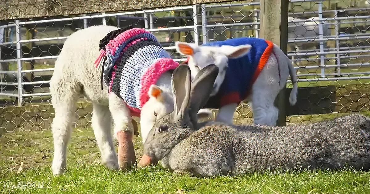 Giant bunny and baby lambs