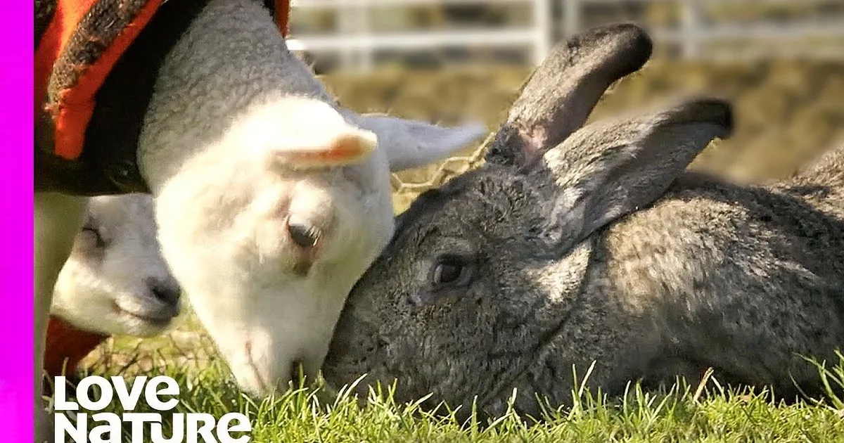 Giant Bunny Befriends Baby Lambs in Heartwarming Video