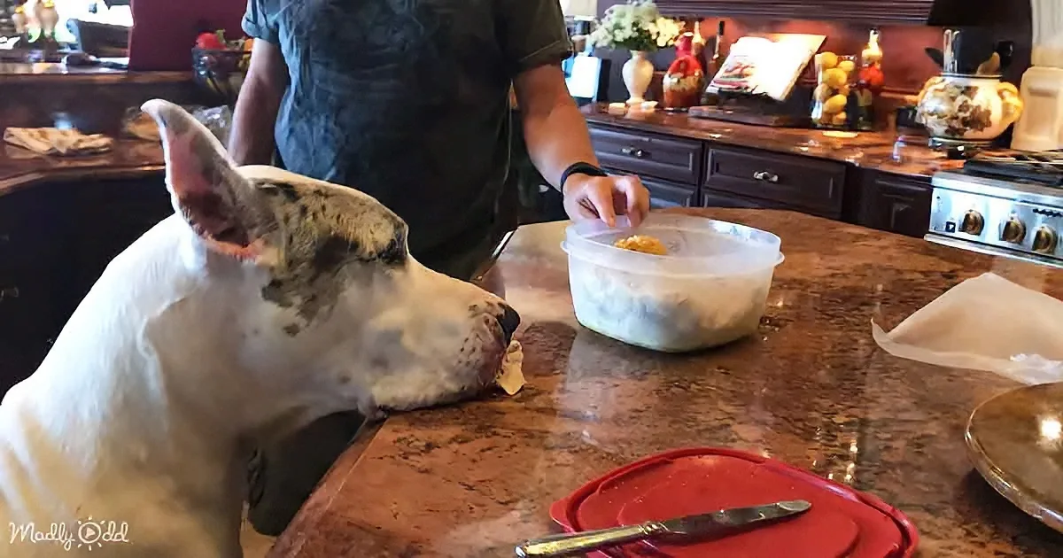 A dog eagerly looks at a container of food on a kitchen counter as a person prepares to give it to the dog.