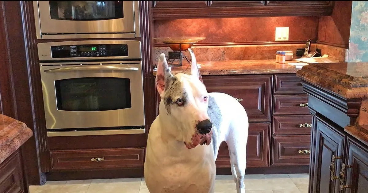 Great Dane's Epic Meltdown Over Late Dinner